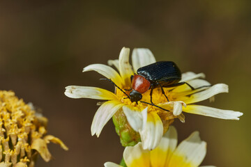 escarabajo de antenas largas dinoptera collaris