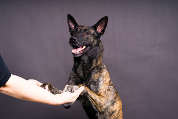 Dog paw takes the man. People support pets, studio shot