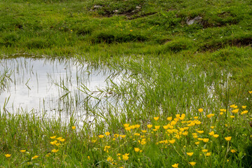 Natural biotope: small pond and creeping buttercup (Ranunculus repens) on mountain pasture. Colloquially, the plant is often called 