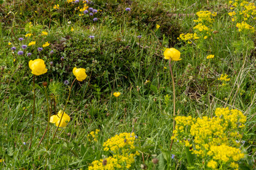 Colorful mountain flower meadow with Cypress Spurge (Euphorbia cyparissias), Globeflowers (Trollius europaeus) and Mountain Sandbells (Jasione montana) in spring