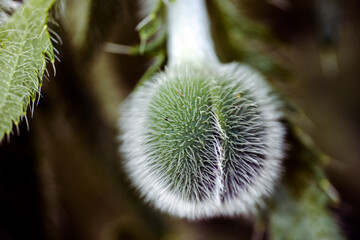 bud of a plant, nacka,sverige,sweden,stockholm,Mats