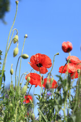 Fototapeta premium Red poppy flower close-up against a blue sky. Spring flowers with large red petals. Close up of flowers with selective focus. Poppies on a sunny day