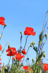 Obraz premium Red poppy flower close-up against a blue sky. Spring flowers with large red petals. Close up of flowers with selective focus. Poppies on a sunny day