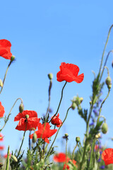 Red poppy flower close-up against a blue sky. Spring flowers with large red petals. Close up of...