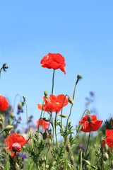 Obraz premium Red poppy flower close-up against a blue sky. Spring flowers with large red petals. Close up of flowers with selective focus. Poppies on a sunny day