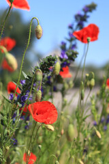 Fototapeta premium Red poppy flower among herbs close-up. Poppy flower on a background of green grass and other flowers. Spring flowers with large red petals. Close up of flowers with selective focus
