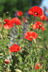 Red poppy flower among herbs close-up. Poppy flower on a background of green grass and other flowers. Spring flowers with large red petals. Close up of flowers with selective focus