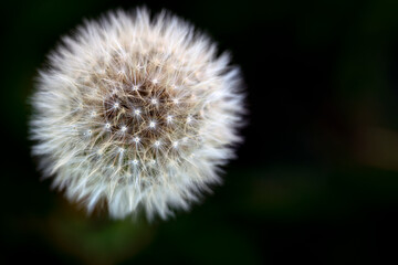 Obraz premium dandelion head, nacka,sverige,sweden,stockholm,Mats
