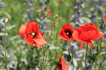 Red poppy flower among herbs close-up. Poppy flower on a background of green grass and other flowers. Spring flowers with large red petals. Close up of flowers with selective focus