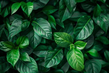Background of large juicy green leaves.
