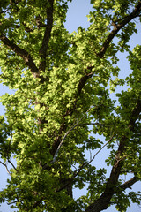 trees in the forest, nacka,sverige,sweden,stockholm,Mats