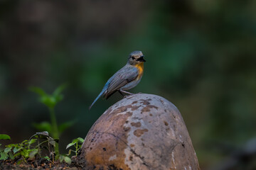 Indochinese Blue Flycatcher The head and tail are blue-gray and the neck and chest are orange.