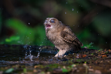 Collared Scops Owl Dark hazel eyes Brown body feathers The neck is brownish-yellow. In nature, it is often difficult to notice. Forehead and eyebrows light brown The lower body has black lines.