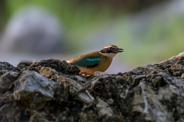 Fairy Pitta (Pitta Nympha) during migrating season