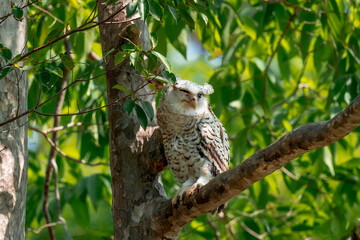 Spot-bellied Eagle Owl Largest, dark brown head, tufts of fur, erect ears. Grayish white face Dark red-brown eyes, yellow mouth, white underbody with large heart-shaped black spots scattered all over.