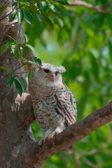 Spot-bellied Eagle Owl Largest, dark brown head, tufts of fur, erect ears. Grayish white face Dark red-brown eyes, yellow mouth, white underbody with large heart-shaped black spots scattered all over.