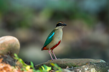 Fairy Pitta (Pitta Nympha) during migrating season