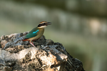 Fairy Pitta (Pitta Nympha) during migrating season