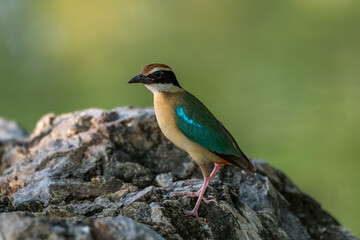 Fairy Pitta (Pitta Nympha) during migrating season