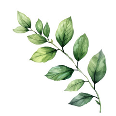 Fototapeta premium leaf isolated on transparent png 