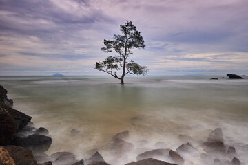 Single mangrove tree on the sea under cloudy sky with long exposure photography