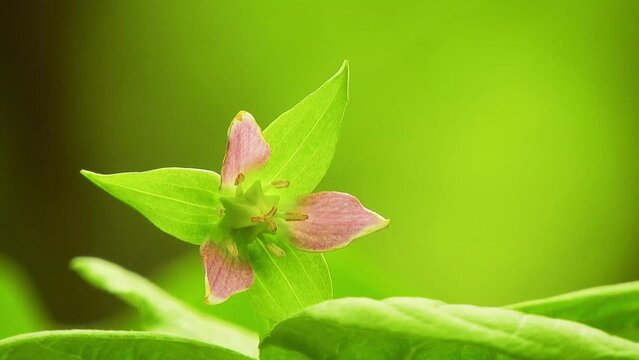 【山野草】ムラサキエンレイソウ（紫延齢草）： Trillium tschonoskii f. violaceum  240506-1