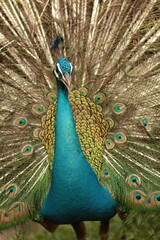 Male peacock