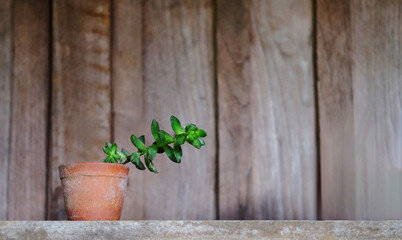 Blooming succulent plant in clay flower pot decorated on wooden shelf in vintage house