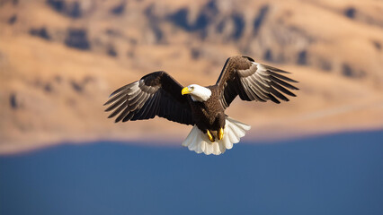 bald eagle in flight