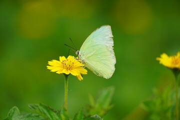 Close-up of a white butterfly sucking nectar from a wild flower