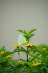 Close-up of a white butterfly sucking nectar from a wild flower