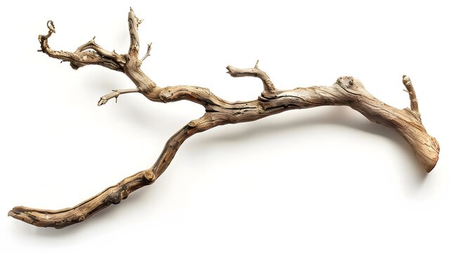 Dry twisted jungle branch isolated on white background