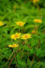 Close-up of Wedelia chinensis flower