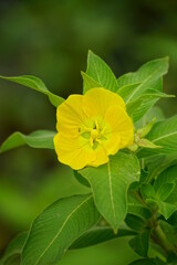 Close-up of Ludwigia octovalvis flower
