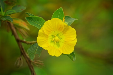 Close-up of Ludwigia octovalvis flower