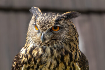 close-up of a great horned owl
