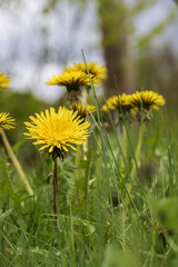 yellow dandelions bloom in the field