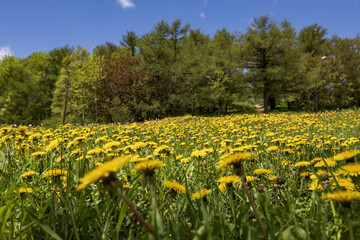 a blooming field of dandelions