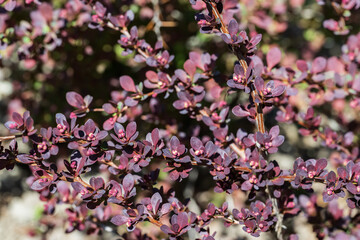 red barberry leaves