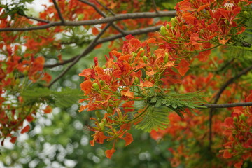 Close-up of red Delonix regia flowers blooming in summer