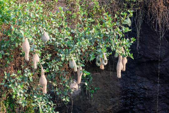 Beautiful nest hanging to the branch. Weaver Bird's Nest, Bird home.