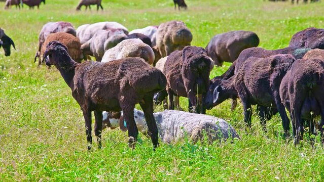 flock of fat-tailed sheep is grazing and using breathing quickly to cool down in tall grass at hot sunny day, white fat-tailed sheep is lying on the ground