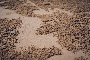 Crabs dug holes and left sand balls on the beach