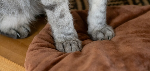 可愛い猫の足　サバトラ猫