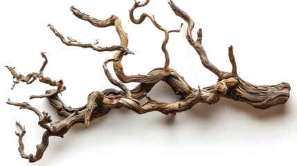 Obraz premium Dry twisted jungle branch isolated on white background