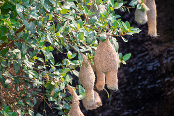 Beautiful nest hanging to the branch. Weaver Bird's Nest, Bird home.
