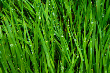 green grass background