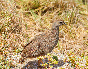 Spurfowl, bird and nature on grass, bush and walk at sustainable game park for conservation with ecology. Animal, francolin and outdoor on ground, safari or field with summer sunshine in South Africa