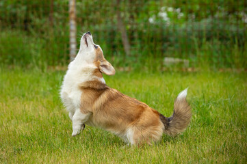 Pembroke Welsh Corgi walks on green grass