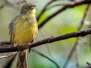 木の枝にとまるアオジ